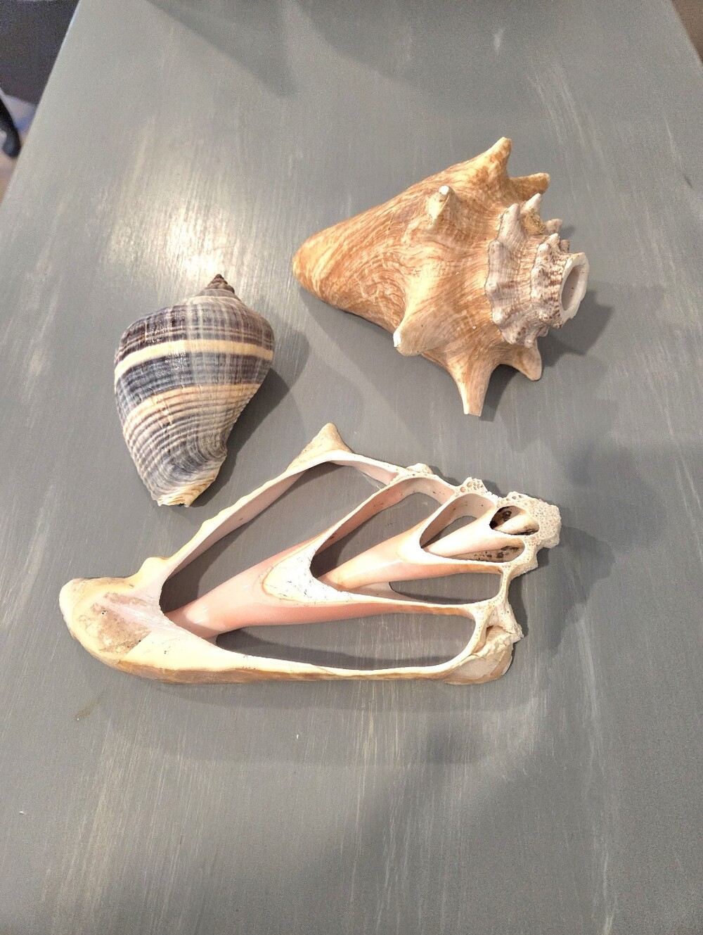 Lot of 3 Large Decorative Nautical Collectible Conch Shells Cross Section Pink